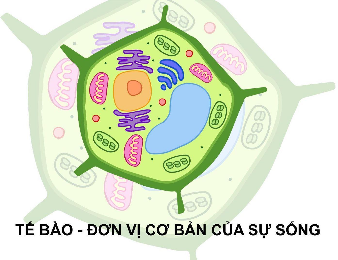 Tế bào - Đơn vị cơ bản của sự sống*